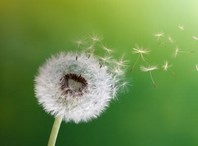 Dandelion seeds in the morning | Coor 