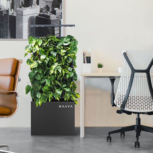 kontorsväxter - växtvägg vid skrivbord